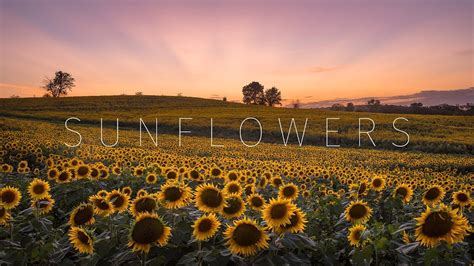 Kansas Sunflower Fields Grinter Farm Aerial And Timelapse Youtube