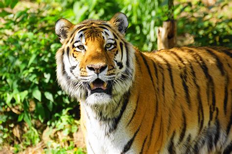 We hope this will help you in learning languages. 絶滅しそうな動物たちを守ろう 「絶滅危惧動物」とは - Ameba News ...