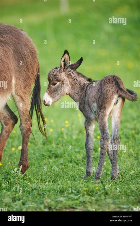 Domestic Donkey Equus Asinus Asinus Foal Meadow Side View Standing
