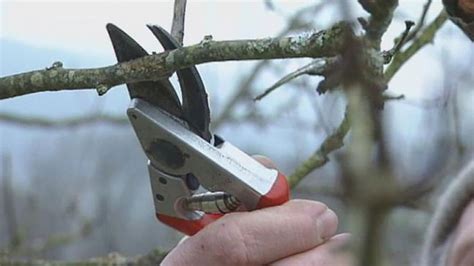 Pruning Tree Care Plant Health And Shaping Britannica