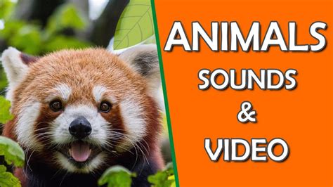 Animals Name with Pictures Video and Sounds | Animal Names in English
