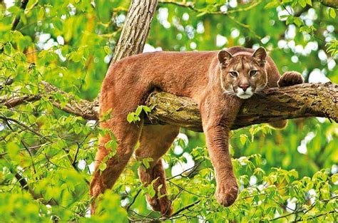 Nach schätzungen der mountain lion foundation (mlf), einer gemeinnützigen organisation zum schutz der berglöwen, gibt es in den usa rund 30 000 pumas, die meisten davon in westlichen bundesstaaten, sowie wenige hundert in florida. Die bekanntesten Raubkatzen - TesteDich