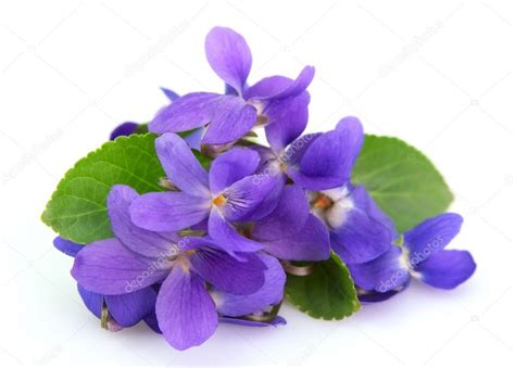 Violets Flowers Stock Photo By ©margo555 5404084