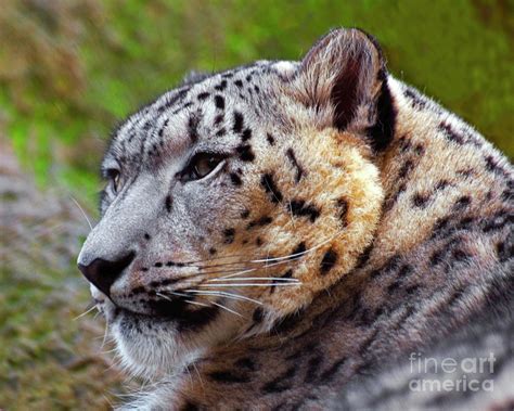 Snow Leopard 4 Photograph By Robert Chaponot Fine Art America