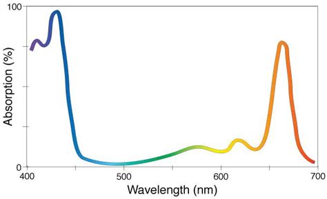Absorption Spectrum Of Chlorophyll Sharedoc