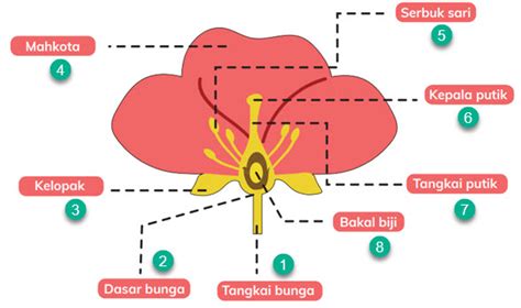 Topik C1 Proses Penyerbukan Pada Bunga
