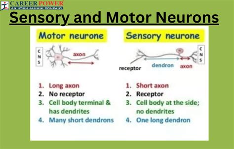 Sensory And Motor Neurons Definition And Differences