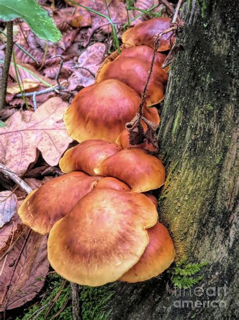 Mushrooms Photograph Mushrooms On A Tree Stump By Elisabeth Lucas