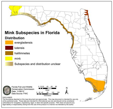 American Mink — The Wildlife Society Florida Chapter