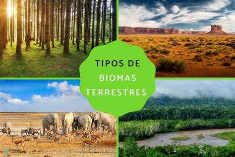 Tipos De Biomas Terrestres Caracter Sticas Ejemplos Y Fotos