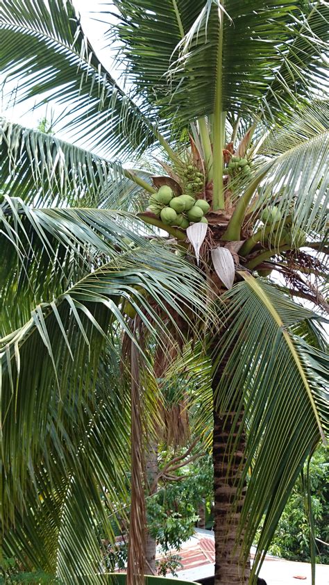 Coconut Tree Thailand Naturaleza