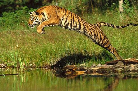 Tigers - Largest Cats, Beautiful Stripes, Like to Swim | Animal