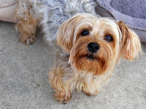 We were treated warmly,respectfully and with extreme care. A Guide To Yorkie Grooming & Hairstyles | Canna-Pet®