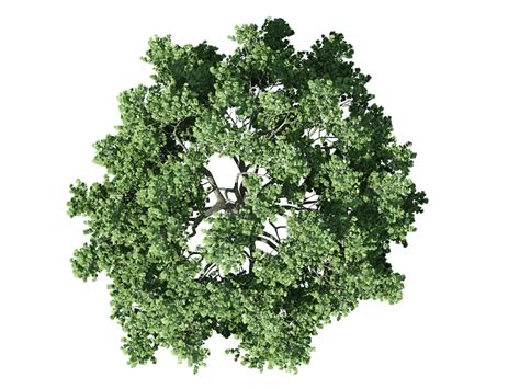 Tree PNG Top View Transparent Tree Top View PNG Images PlusPNG