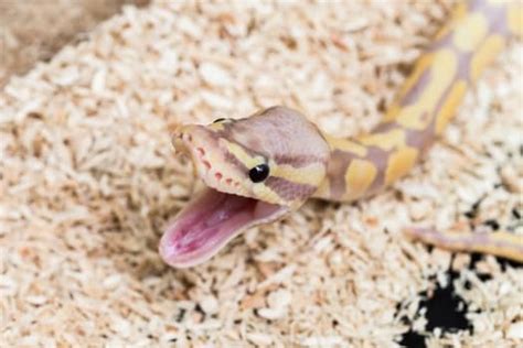 How Often Should Baby Ball Pythons Be Fed — Snakes For Pets