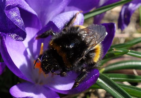 Early spring nectar and pollen sources for bees. Urban Pollinators: Early spring flowers for pollinators