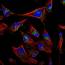 Antibodies For Cell Biology Research  Atlas