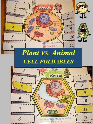 Animal And Plant Cells 7th Grade Science Homeschool Science Science