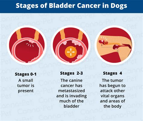 Learn the warning signs of cancer now so you will know what to do if your beloved canine companion becomes sick. Bladder Cancer in Dogs | Canna-Pet®