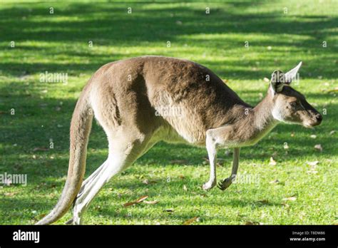 Kangaroo Running Perth Australia Stock Photo Alamy