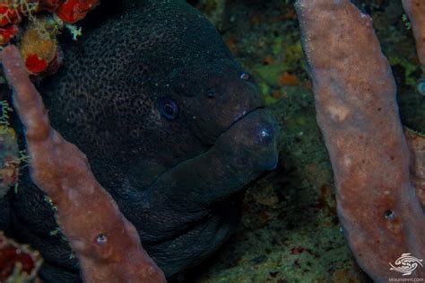 Giant Moray Eel Facts And Photographs Seaunseen