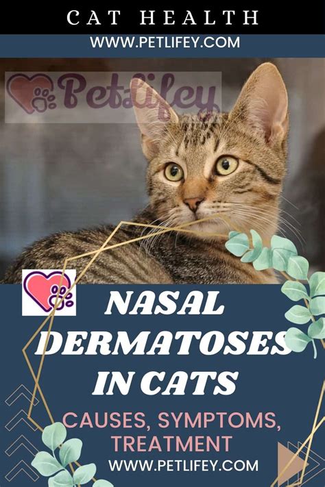 Nasal Dermatoses In Cats Causes Symptoms Treatment Pet Lifey