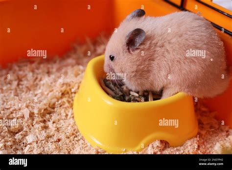Cute Little Fluffy Hamster Eating In Cage Stock Photo Alamy