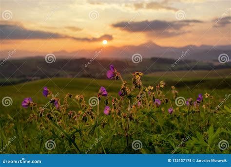 Sunset And Flower In Meadow Stock Photo Image Of Summer Beautiful