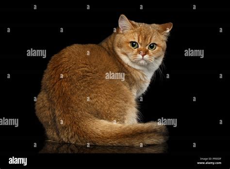Furry British Breed Cat Gold Chinchilla Color Sitting And Looking Back