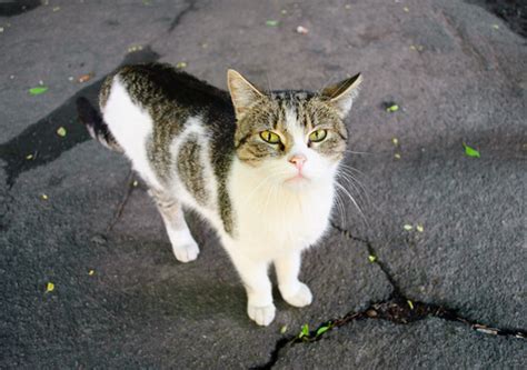 ¿qué Hago Si Encuentro Un Gato Casero Abandonado Mis Animales