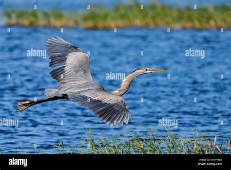 Great Blue Heron Gliding Over Water Stock Photo Alamy