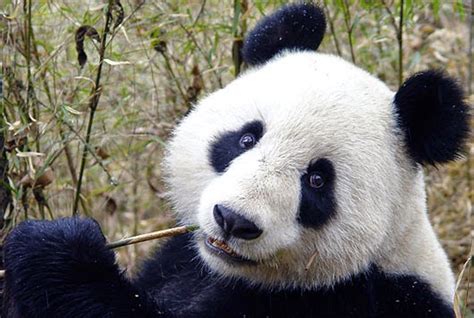 Giant Panda Bear Facts In China Weird Interesting Facts