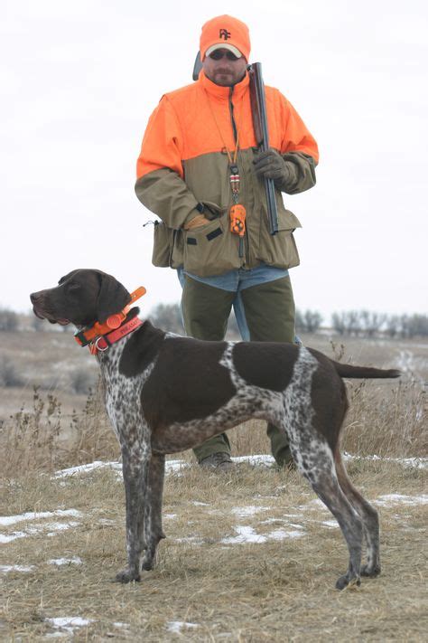 What Is The Best Bird Dog Breed Coursing The Upland Fields German