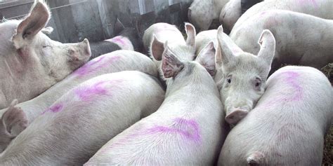 Provincial Pig Farmers Fearing Outbreak Of Porcine Virus In Peak Of