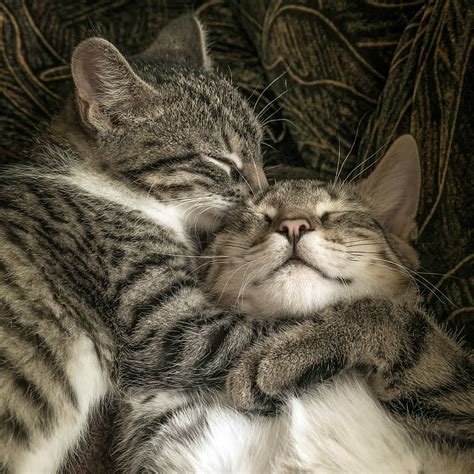 Cat Two Friendship Hug Small Mackerel Kitten Domestic Cat Pet