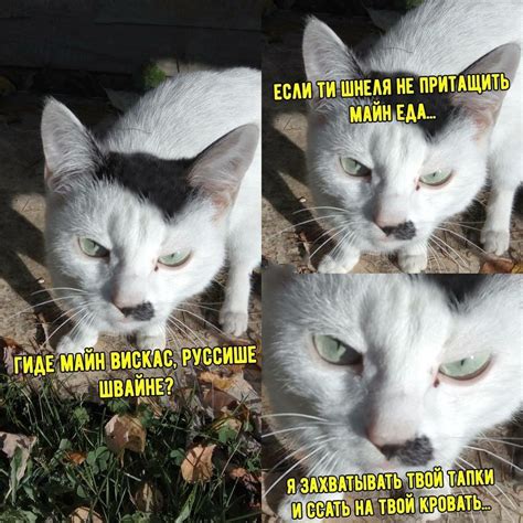 Смешные мемы про котов 45 фото Shutnikiclub Смешные мемы