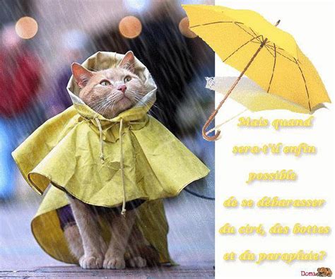Vos chien sous la pluie images sont prêtes. De retour de ma marche...........Et "Bonne journée sous la pluie " (comme c'est bien dit ...