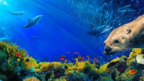 Oceans Our Blue Planet 2018 — The Movie Database Tmdb