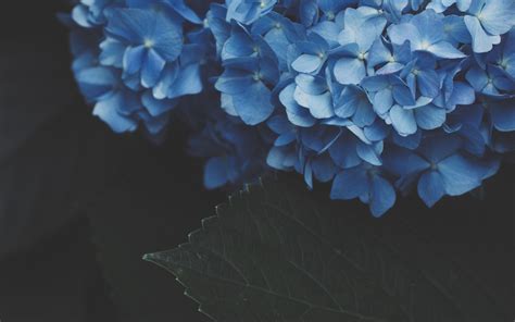 Blue Hydrangea Wallpapers Top Free Blue Hydrangea Backgrounds