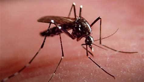 About Asian Tiger Mosquitoes Pest Information