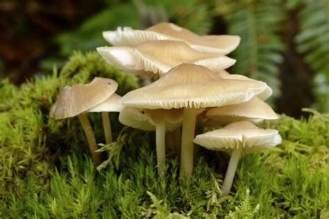 Mushroom Or Fungus All Mushroom Info