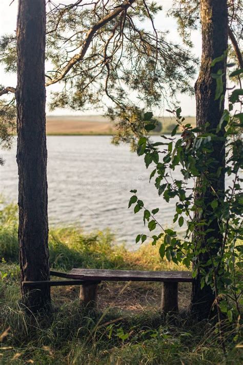Wooden Bench Surrounded By Trees On The Side Of The Lake Stock Image