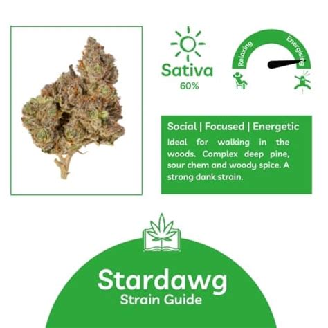 Ultimate Guide To Cannabis Seeds Discovering The Stardawg Seeds