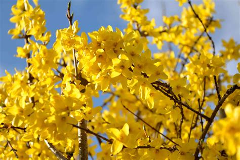 Consider These Flowering Trees And Shrubs For Your Spring Landscape
