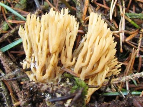 Ramaria abietina, a coral fungus
