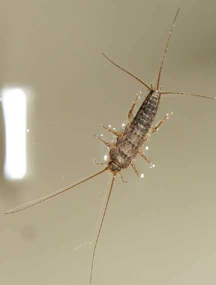 All insects also have three major body regions, which. Bug of the Month: March 2007 - Silverfish - What's That Bug?