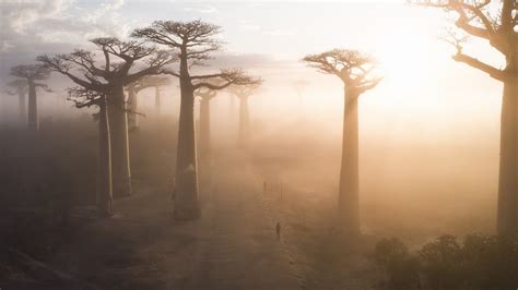 Can you please show your work thank you. Majestic Ancient Trees in Madagascar Stand Up to 100 Feet ...