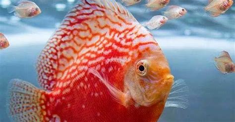 Mempersiapkan sebuah akuarium baru lebih mudah daripada yang anda kira ketika pertama kali melihatnya. INDONESIAN FRESHWATER FISH COMMUNITY - IFFC: Cara memilih ...
