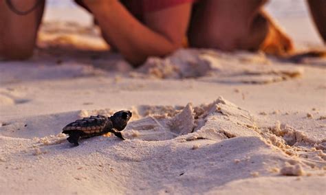 Sea Turtle Season Acqualina Lifestyle Blog