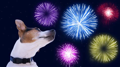 Tips To Keep Your Pets Safe And Calm During Fireworks